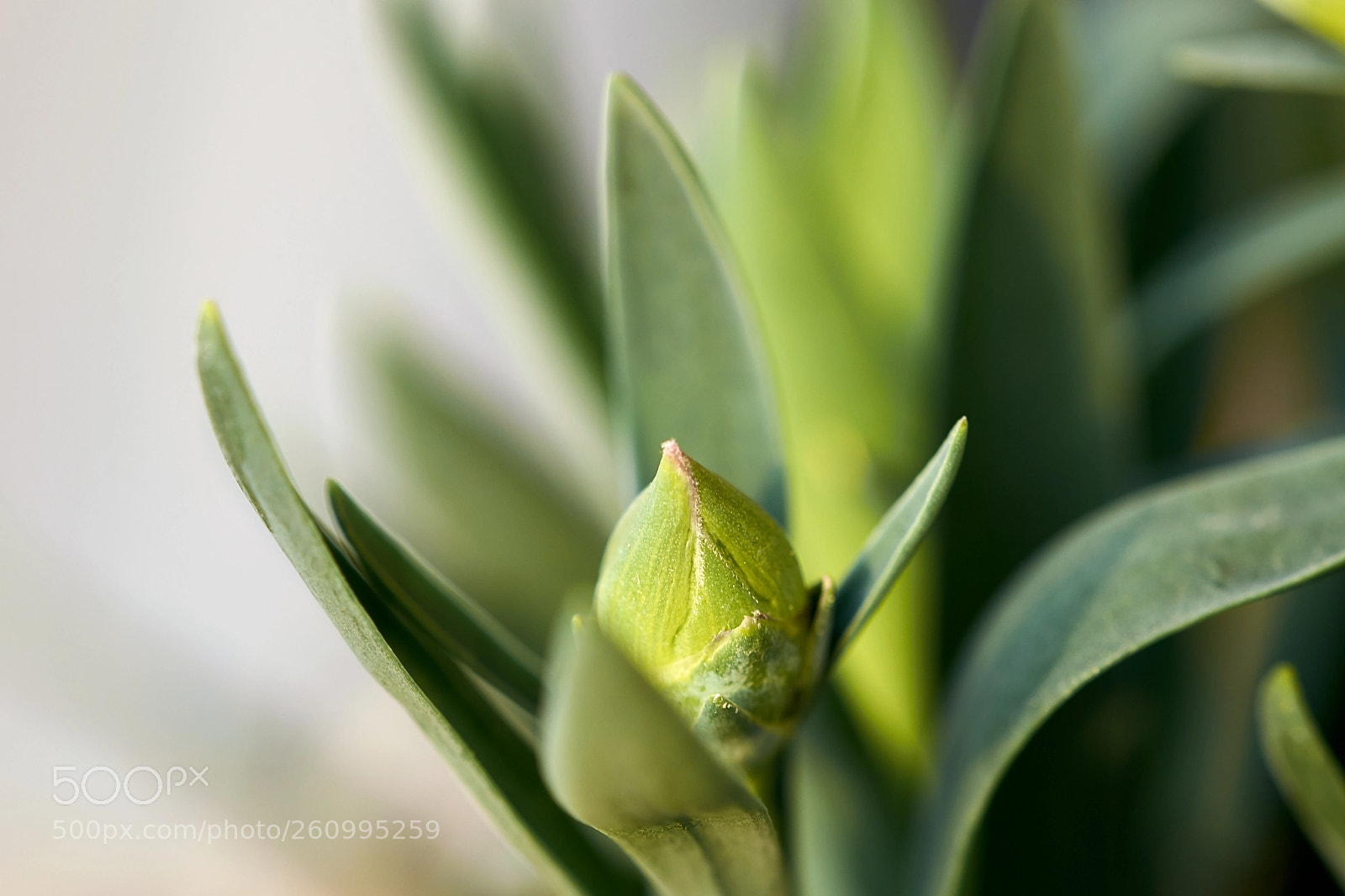 Nikon D3300 sample photo. Grow little buddy photography