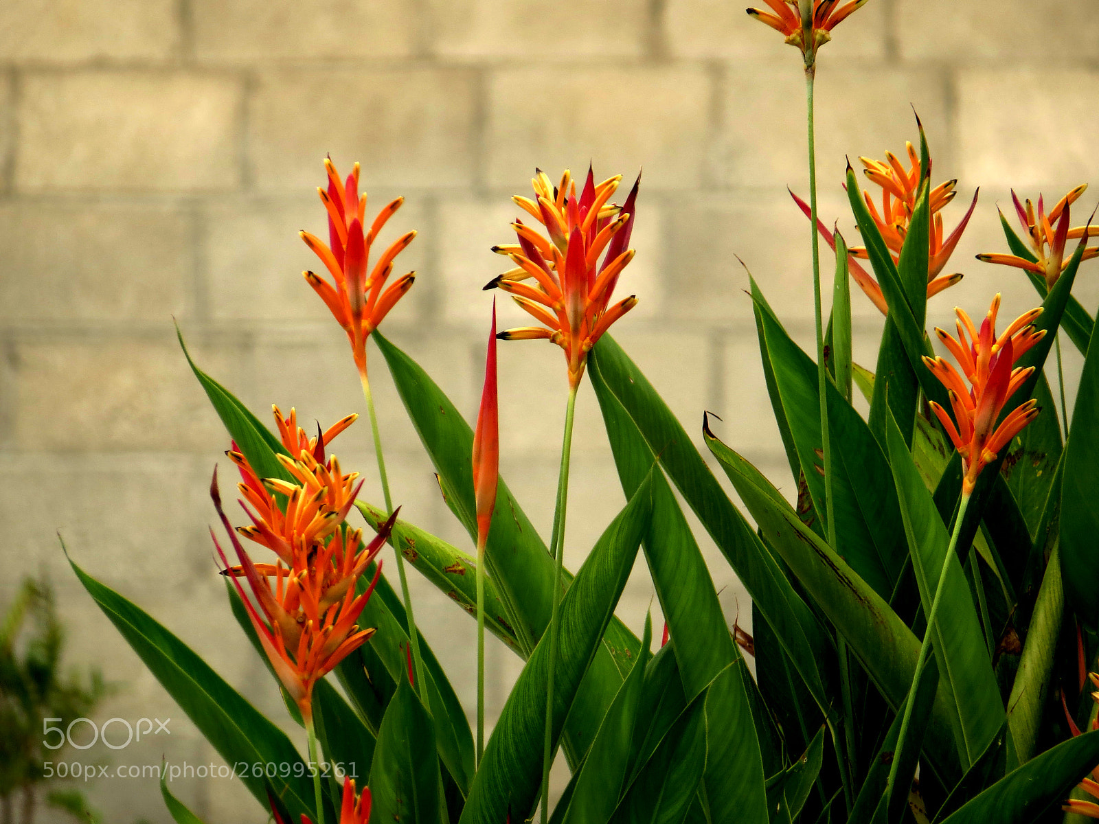 Canon PowerShot SX50 HS sample photo. Plantas photography