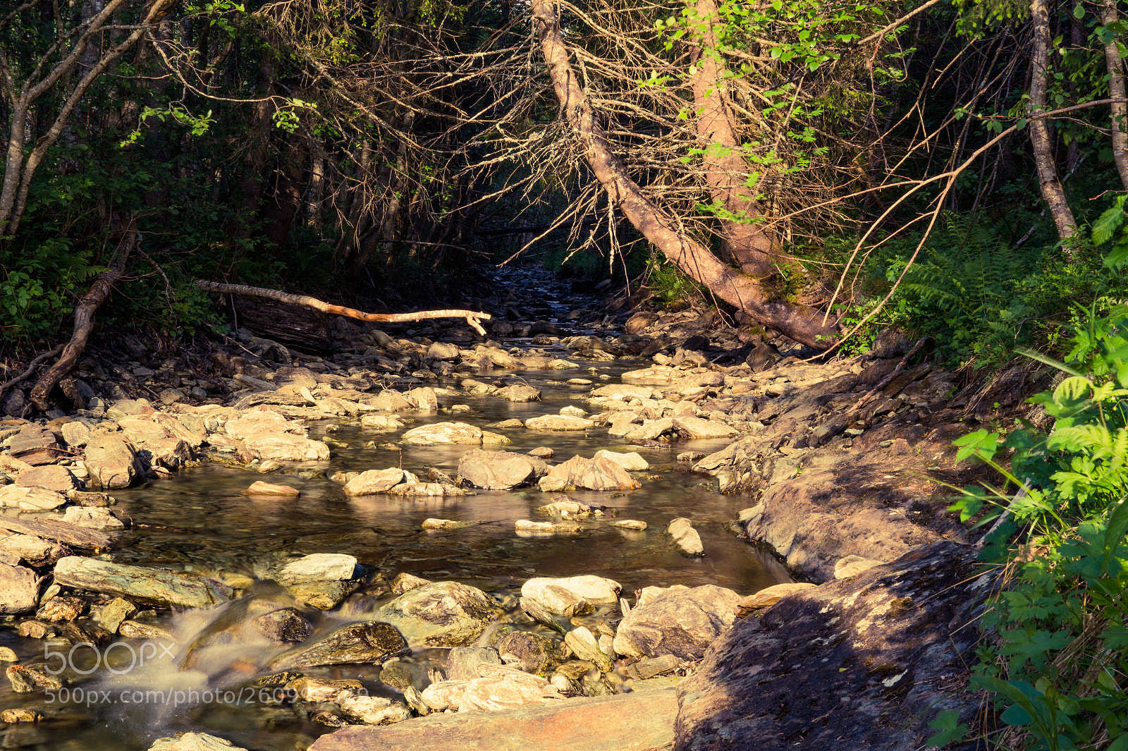 Sony SLT-A58 sample photo. Forest stream photography