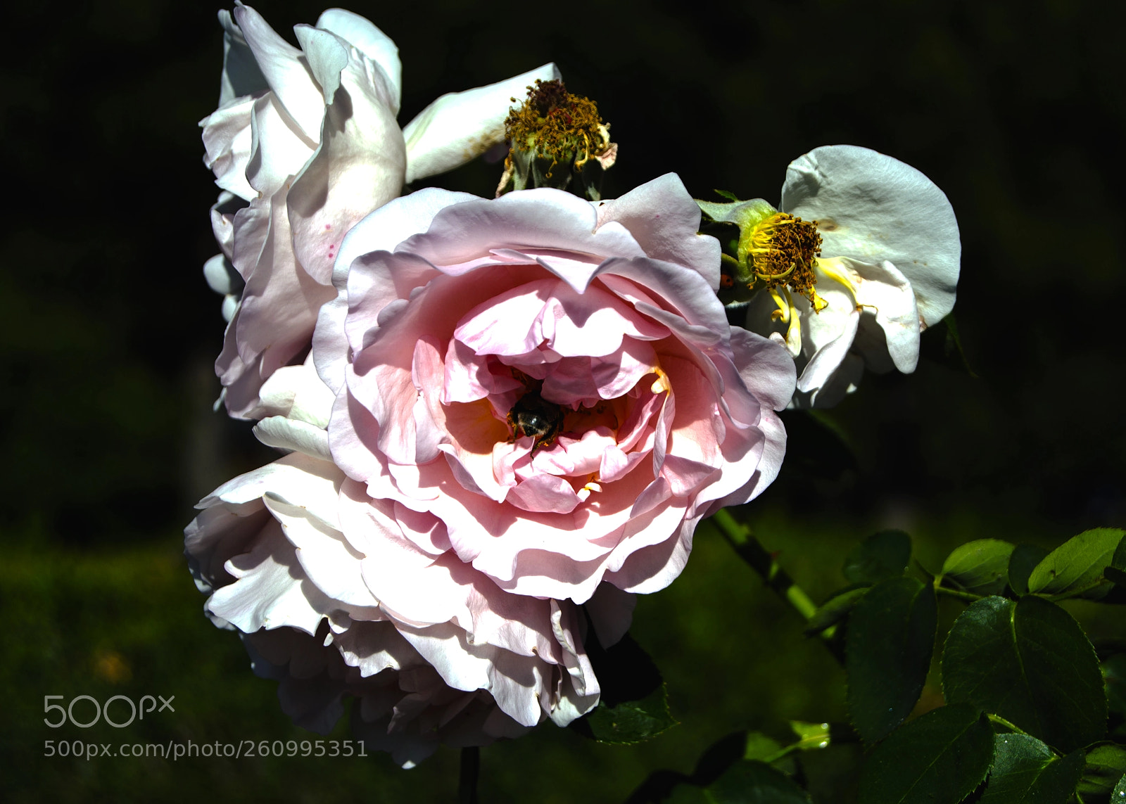 Nikon D3100 sample photo. Spring blooming photography