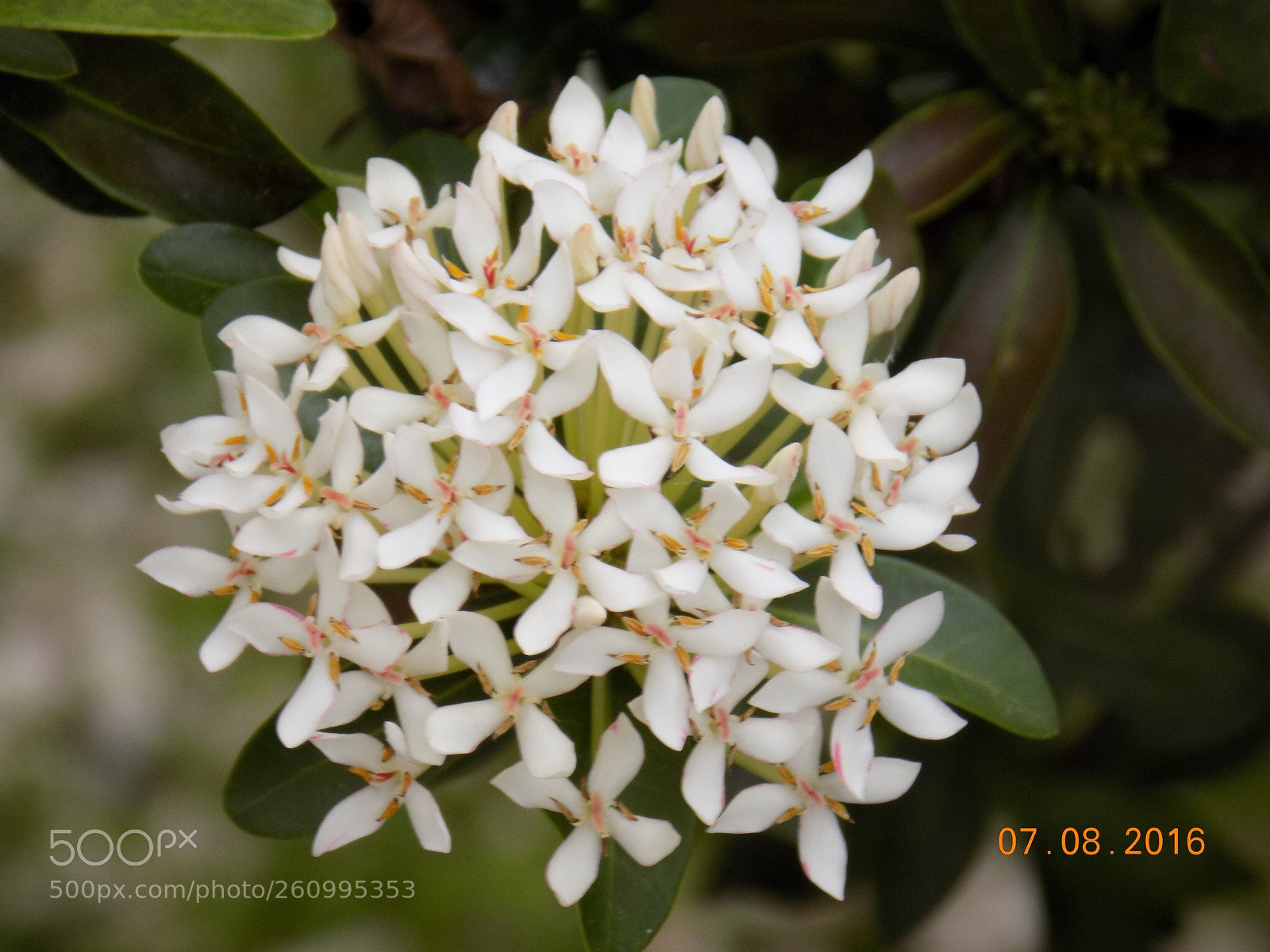 Nikon COOLPIX L340 sample photo. White flowers photography