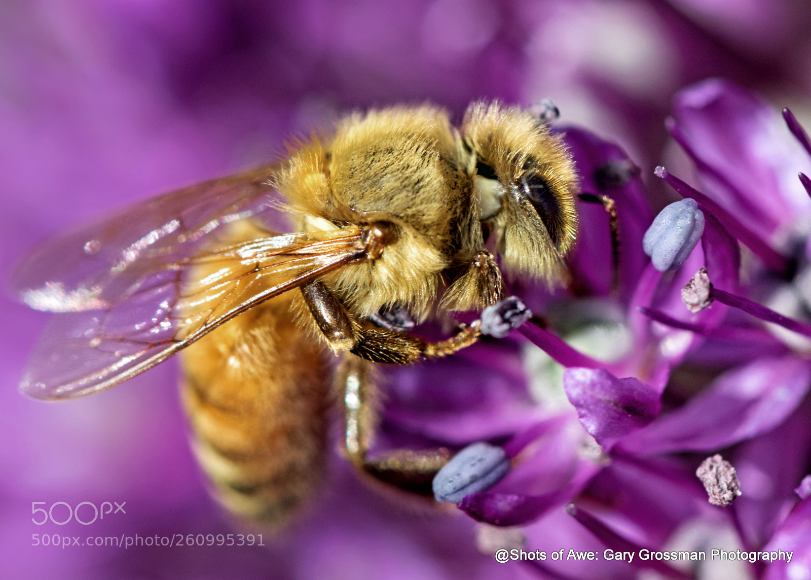 Canon EOS 7D Mark II sample photo. Bee heaven photography