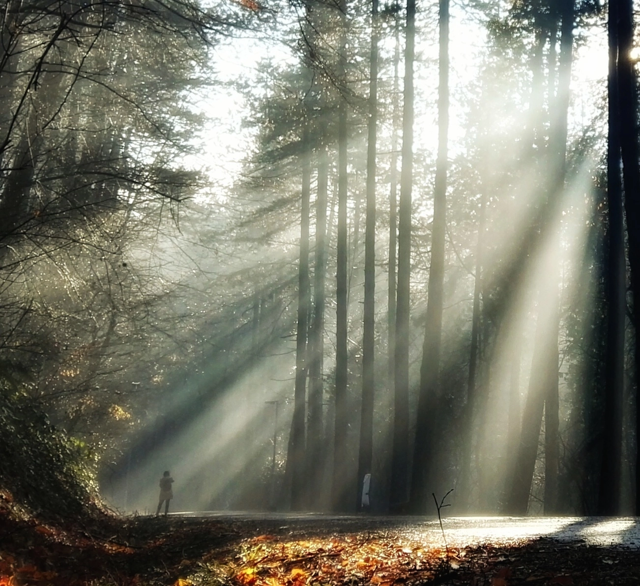 HUAWEI P8 sample photo. A morning walk photography