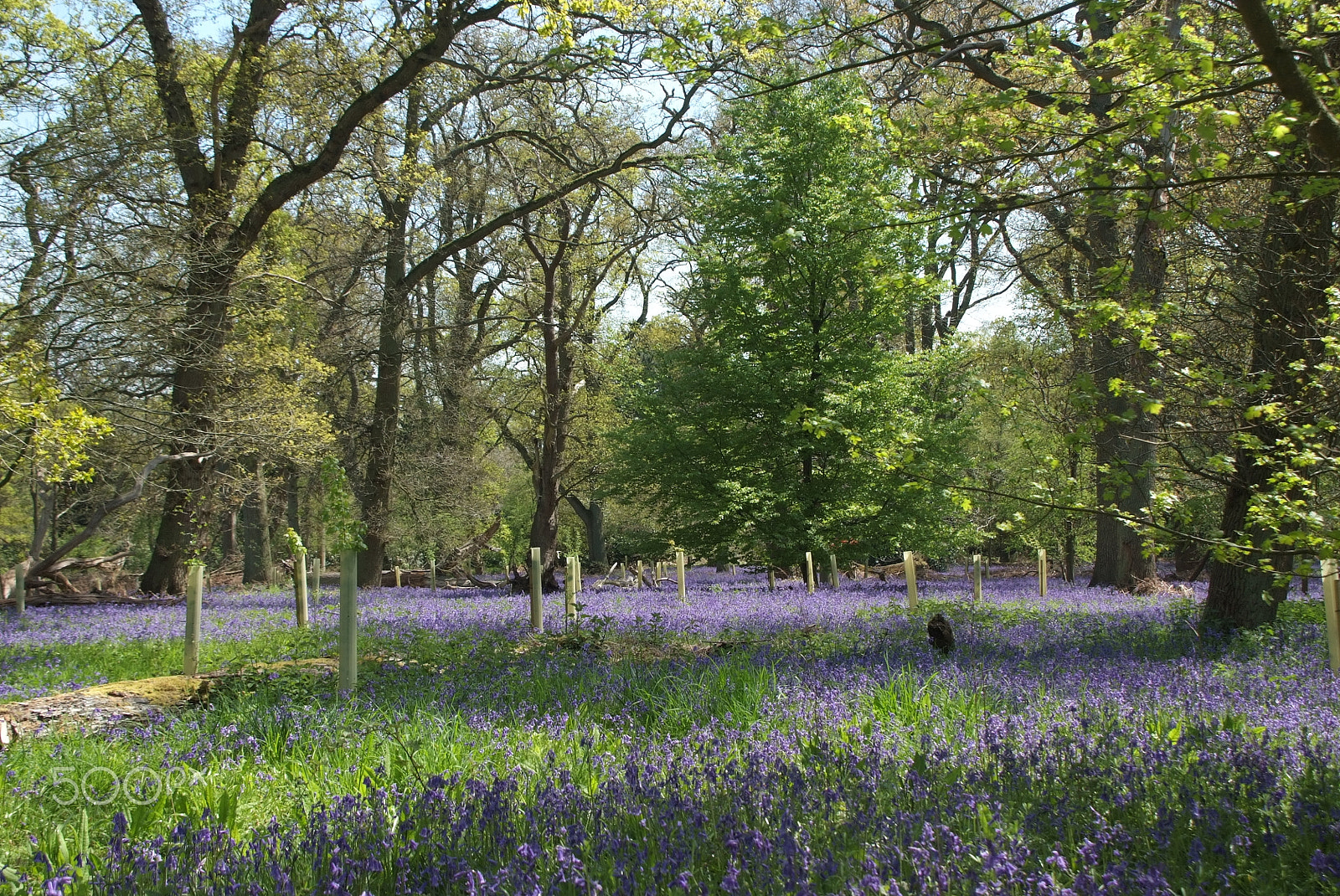 Fujifilm FinePix S5 Pro sample photo. Bluebells, nuneham arboretum,oxford photography