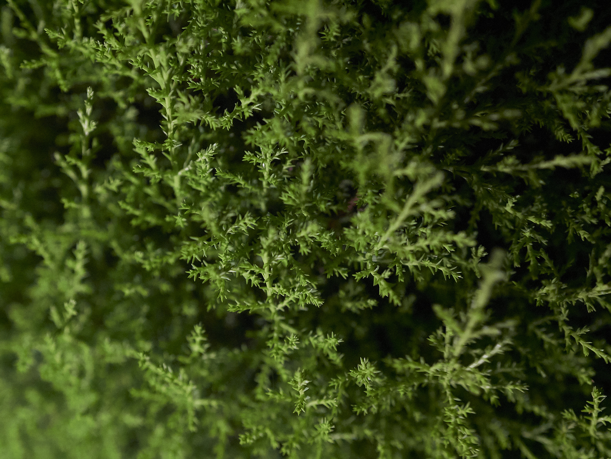 Panasonic Lumix DMC-G85 (Lumix DMC-G80) sample photo. Day 090: cypress leafs photography