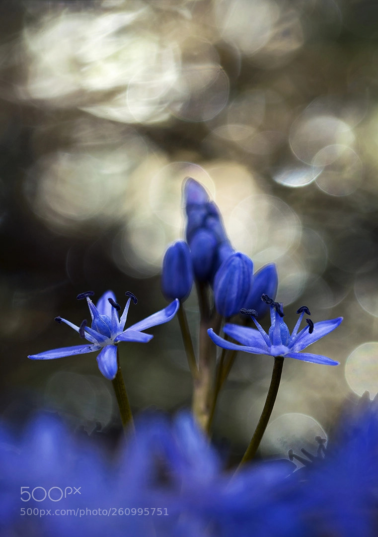 Nikon D5300 sample photo. Spring photography