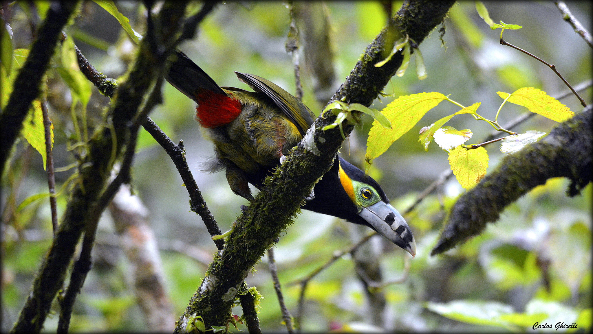 Sigma 120-400mm F4.5-5.6 DG OS HSM sample photo. Birds of brazil- araçari poca (selenidera maculirostris), spot-billed toucanet, male. photography