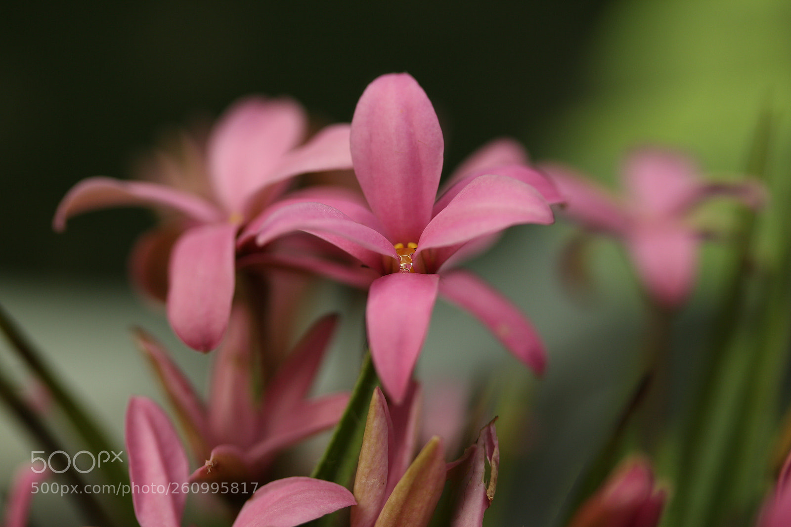Canon EF-S 60mm F2.8 Macro USM sample photo. Hidden pearl photography
