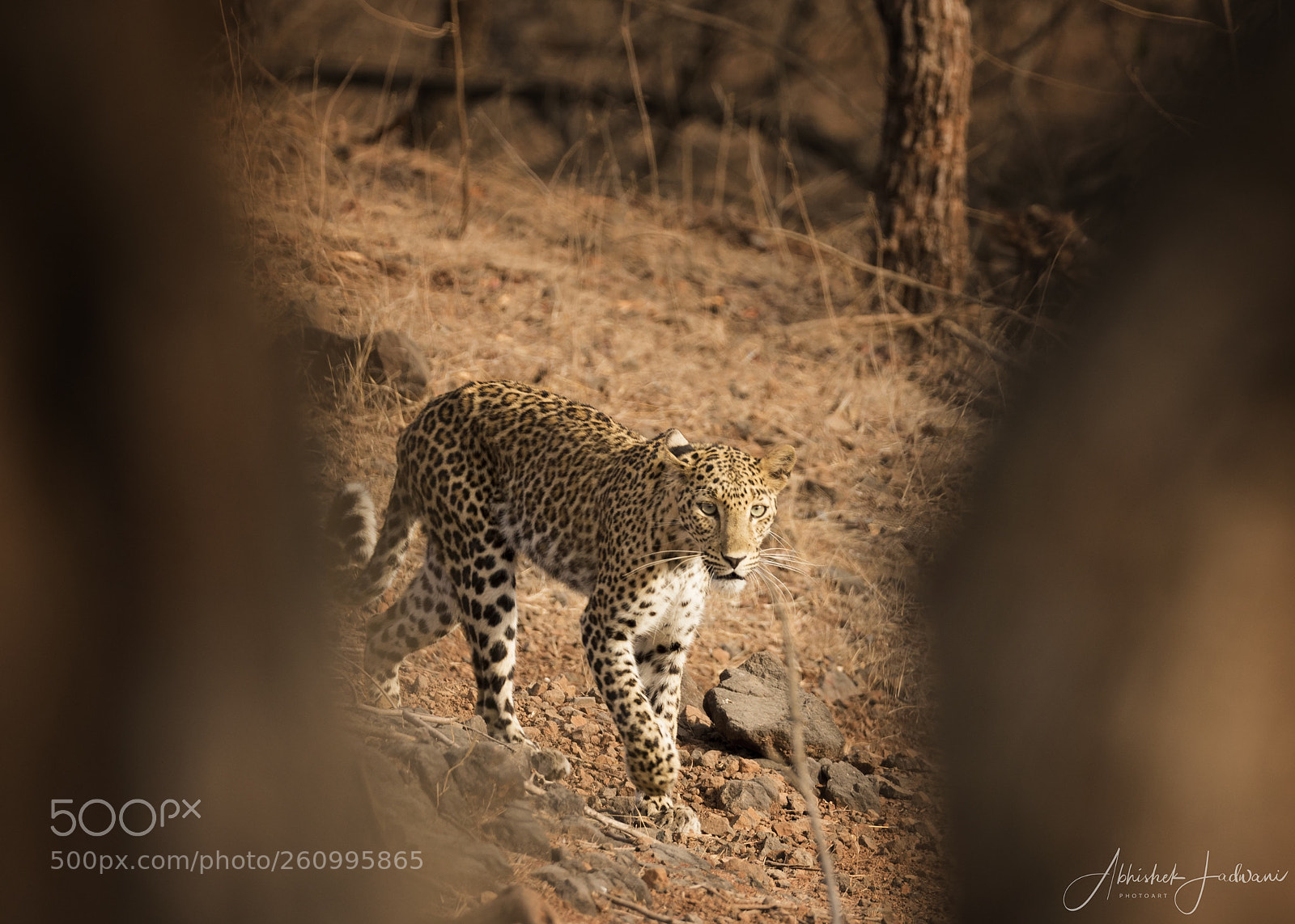 Canon EOS 7D Mark II sample photo. Spotted beauty on walk photography