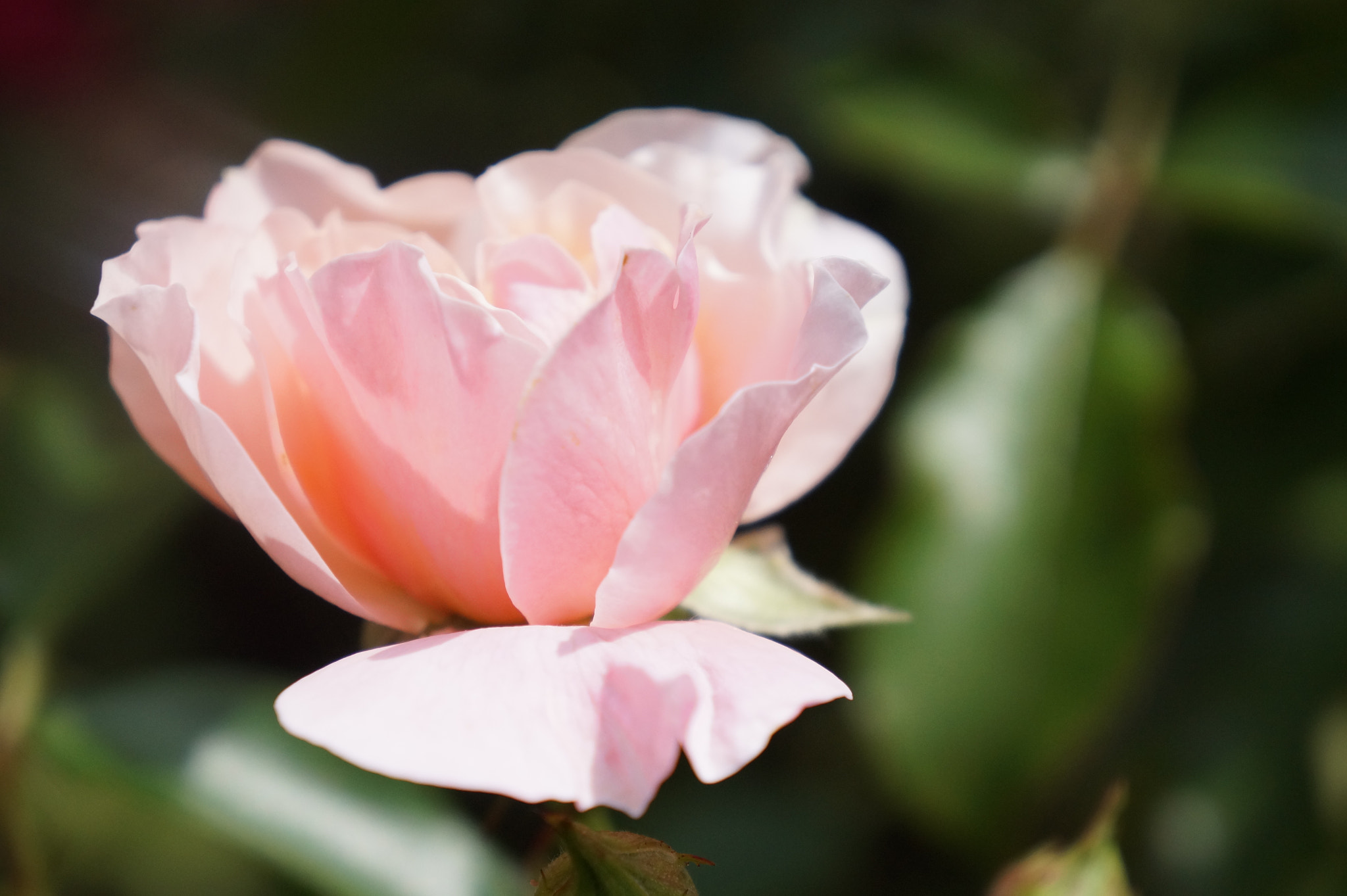 Sony Alpha a3000 sample photo. Pink petals photography