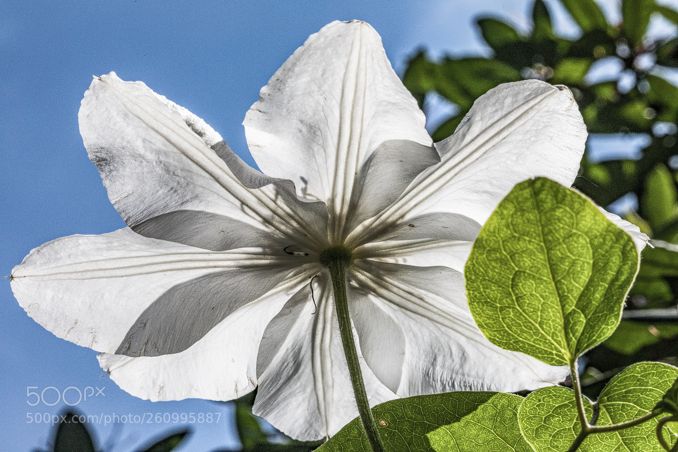 Canon EOS 5D Mark IV sample photo. Clematis photography