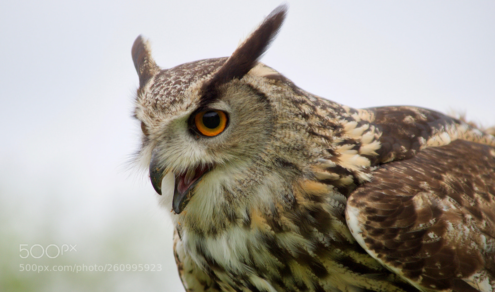 Nikon D5500 sample photo. Long eared owl photography