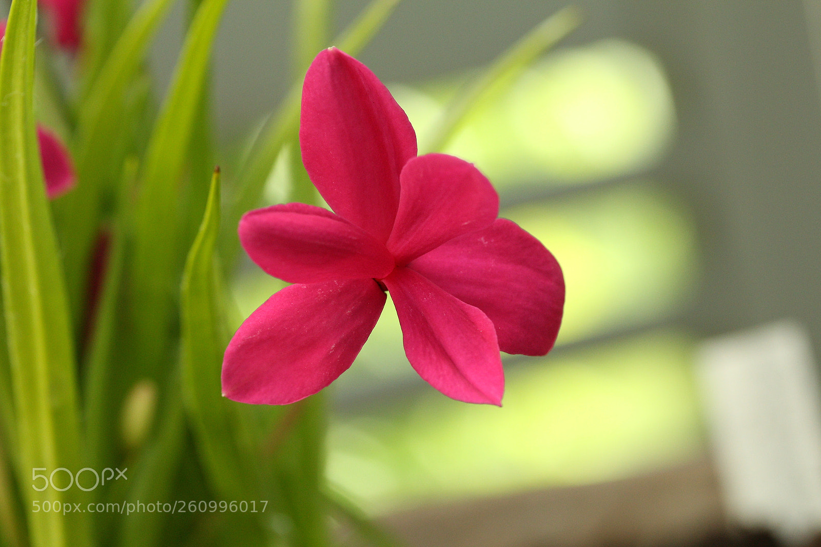 Canon EF-S 60mm F2.8 Macro USM sample photo. Floating in the air photography