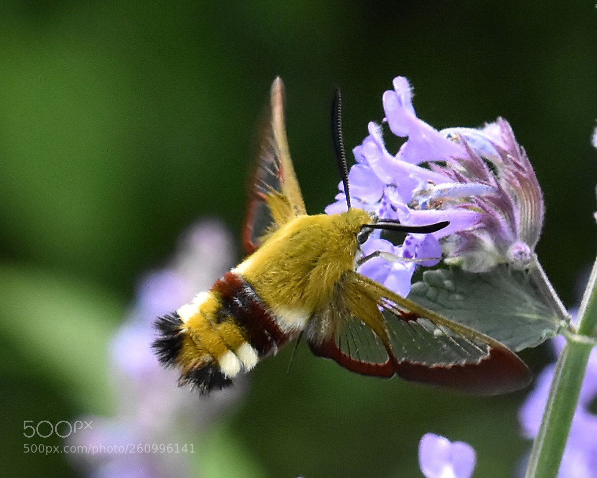 Nikon D7200 sample photo. Broad bordered bee hawk photography