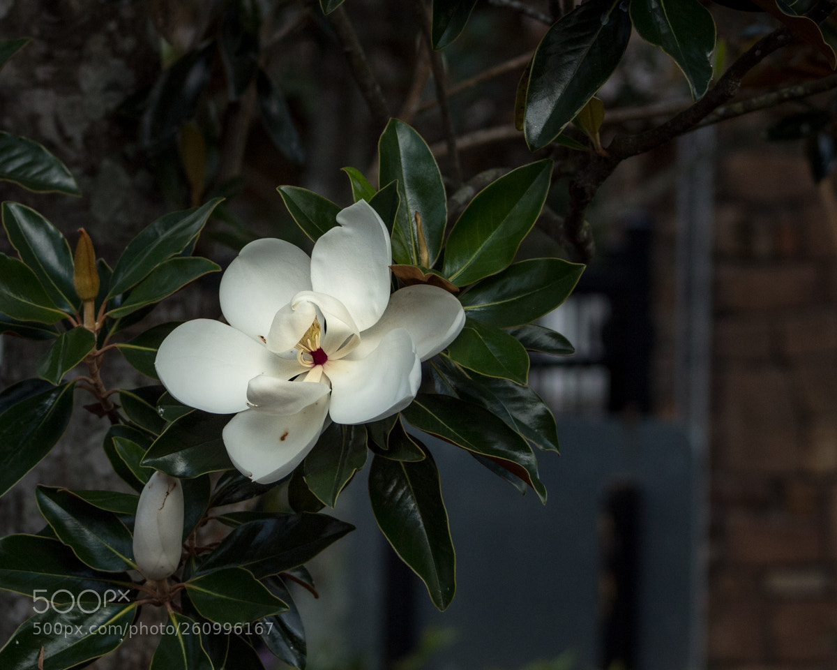 Canon EOS 1300D (EOS Rebel T6 / EOS Kiss X80) sample photo. Sweet magnolia blossom photography