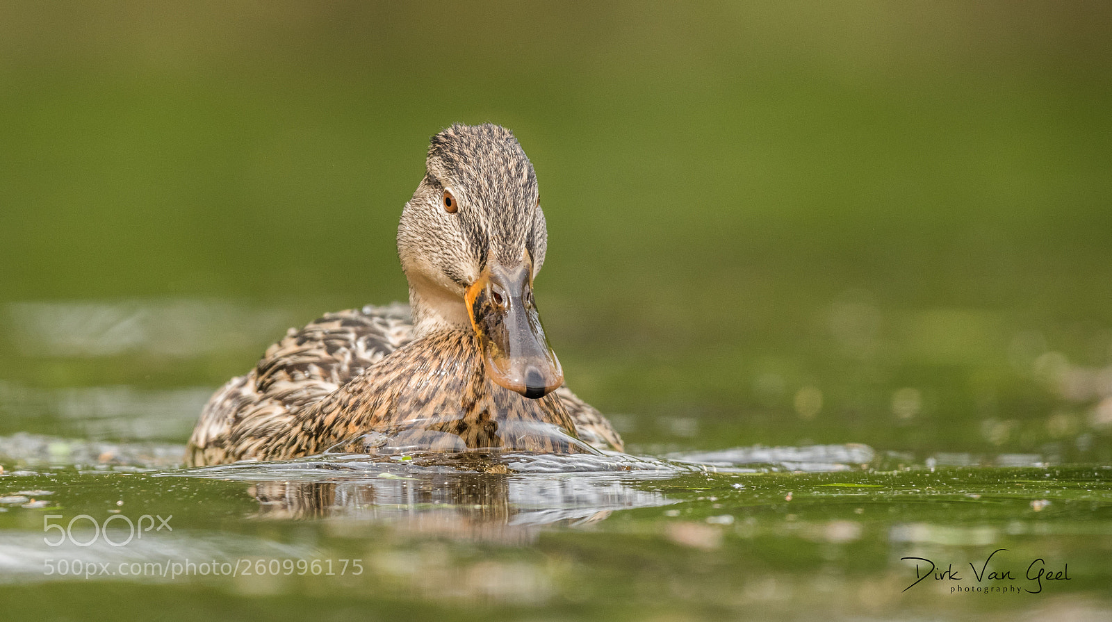 Nikon D750 sample photo. Duck series - 5 photography