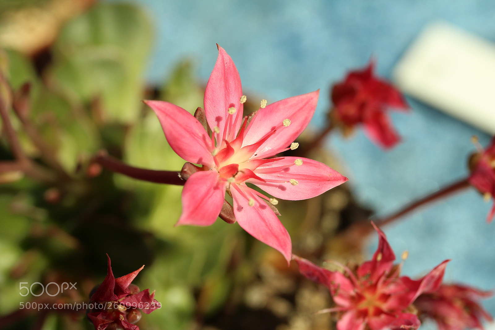 Canon EF-S 60mm F2.8 Macro USM sample photo. What a star photography