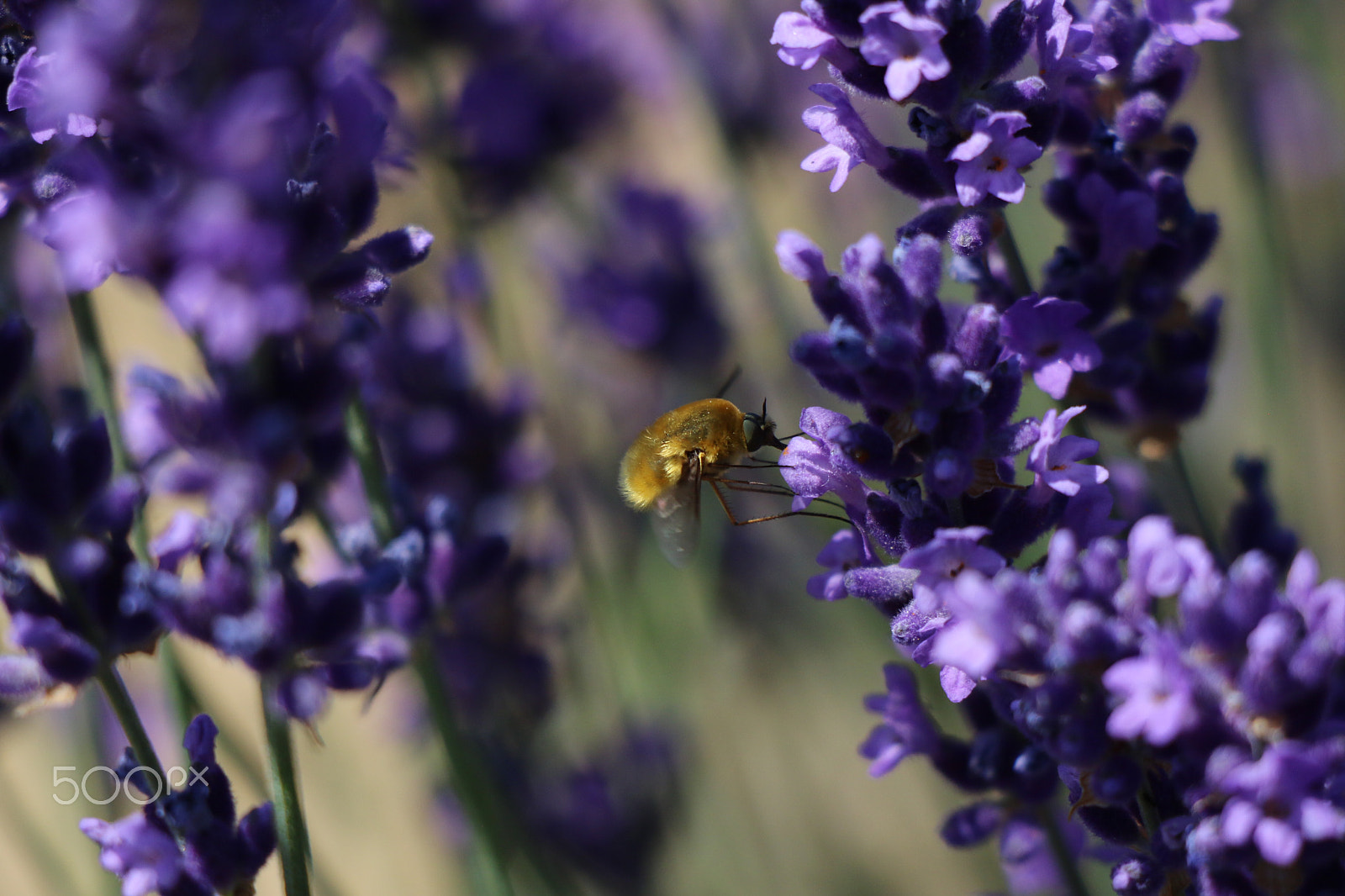 Canon EOS 7D Mark II sample photo. Levendula photography