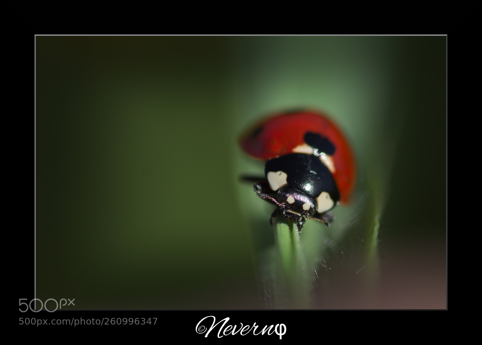 Pentax K-S2 sample photo. Ladybug 2 photography