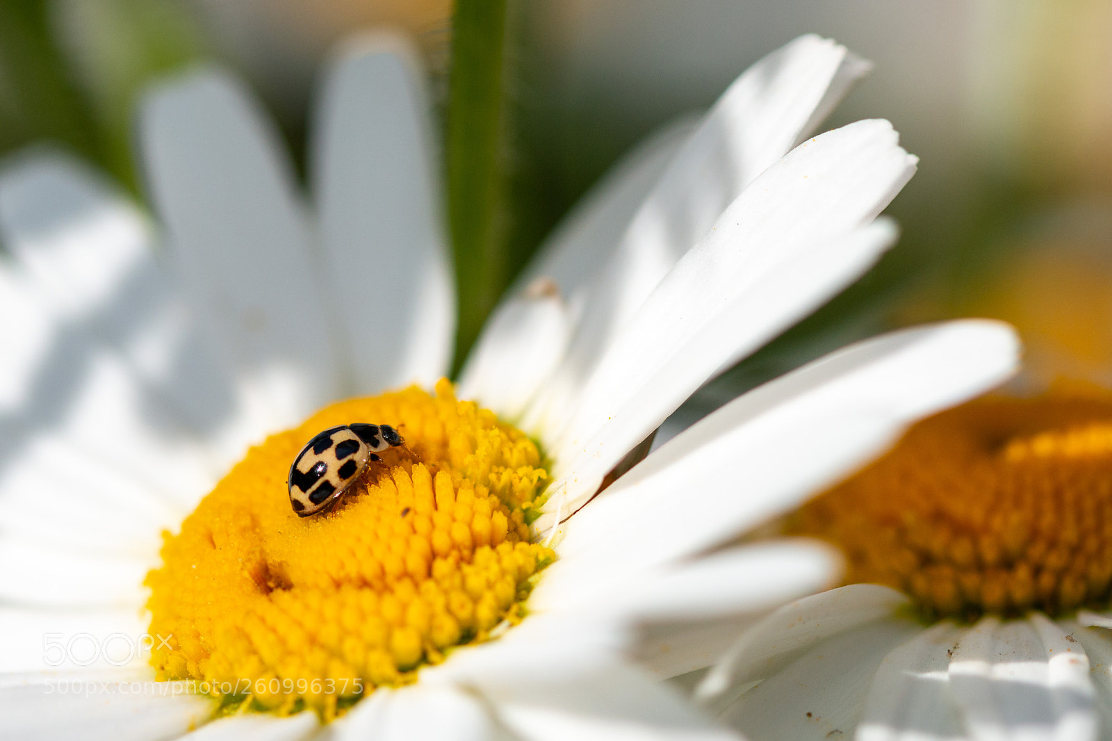 Canon EOS 70D sample photo. Ox-eye ladybird photography