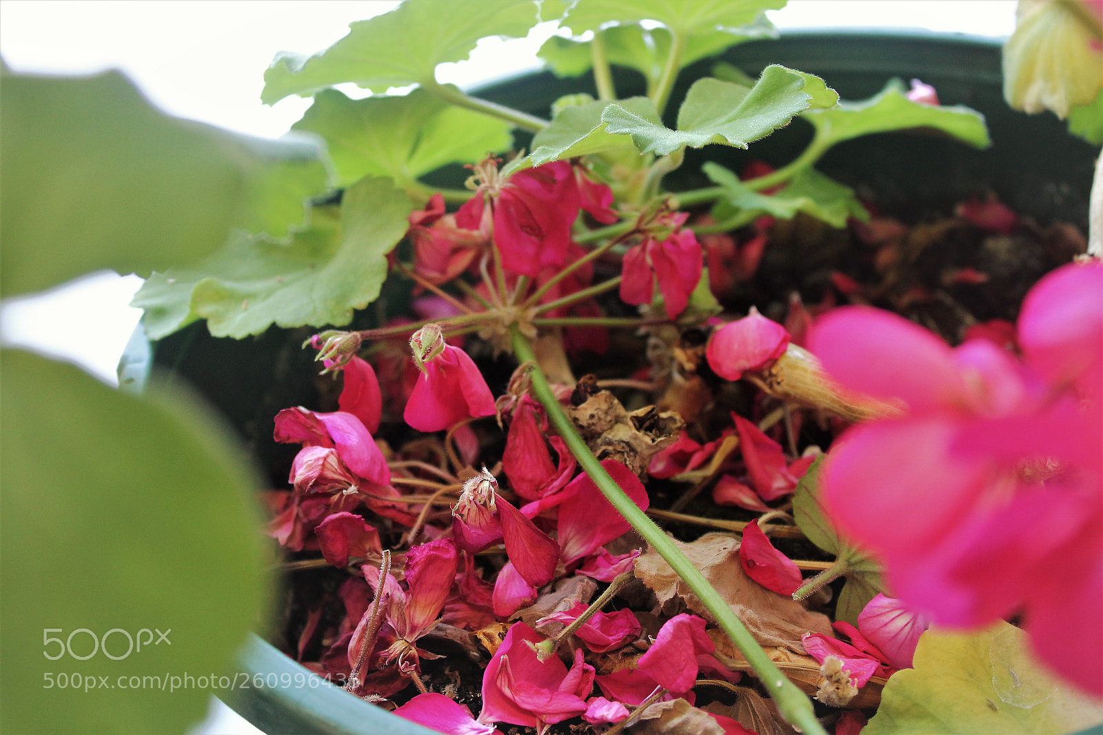 Canon EOS 1200D (EOS Rebel T5 / EOS Kiss X70 / EOS Hi) sample photo. Ya photography