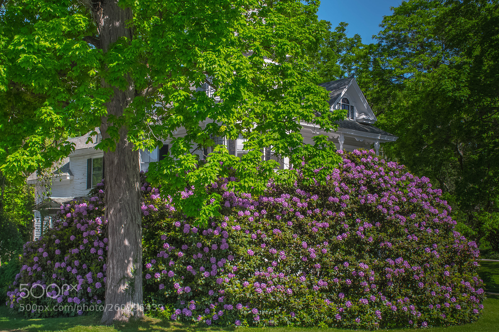 Nikon D7500 sample photo. Rhododendron house - alt photography
