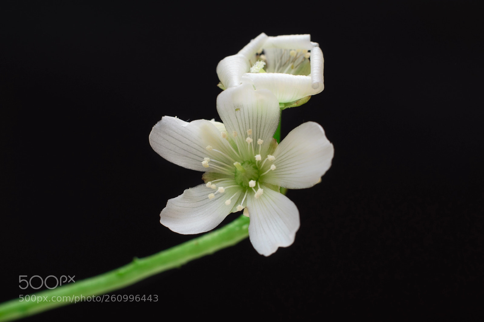 Nikon D3300 sample photo. Venus's flytrap's flower photography
