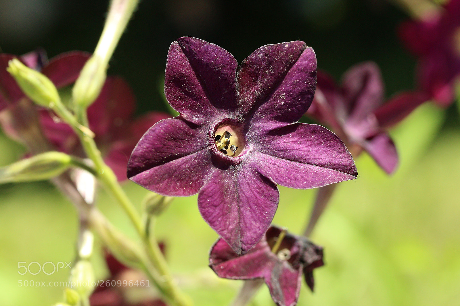 Canon EF-S 60mm F2.8 Macro USM sample photo. Star in purple dress photography