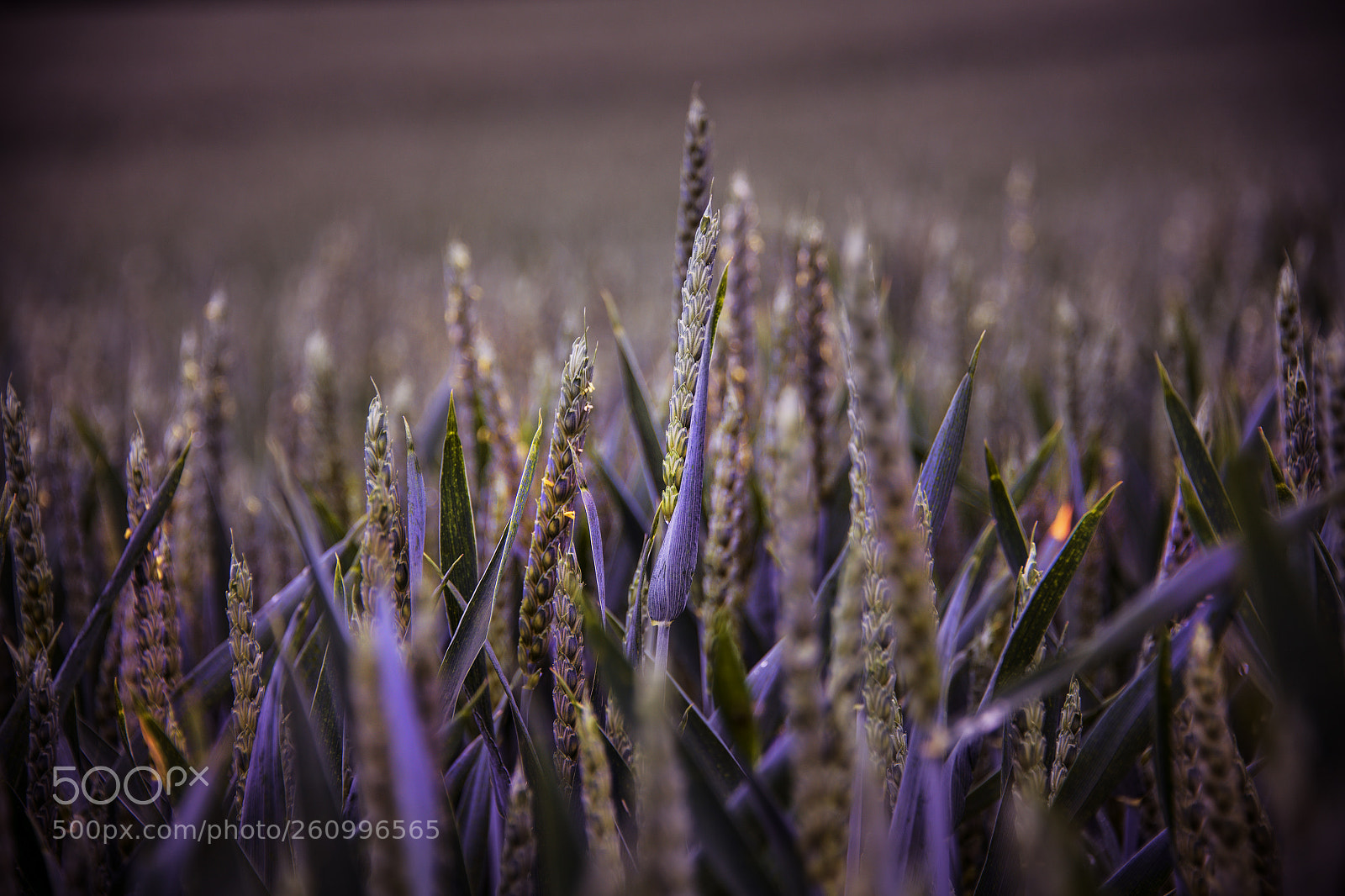 Nikon D850 sample photo. Lilac photography