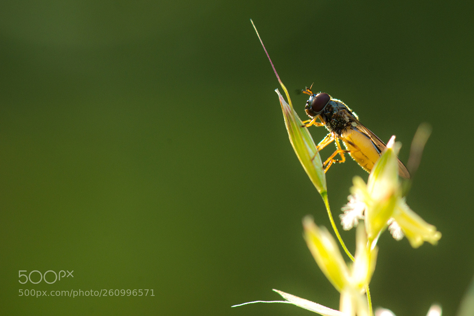 Nikon D800 sample photo. Little bee  photography