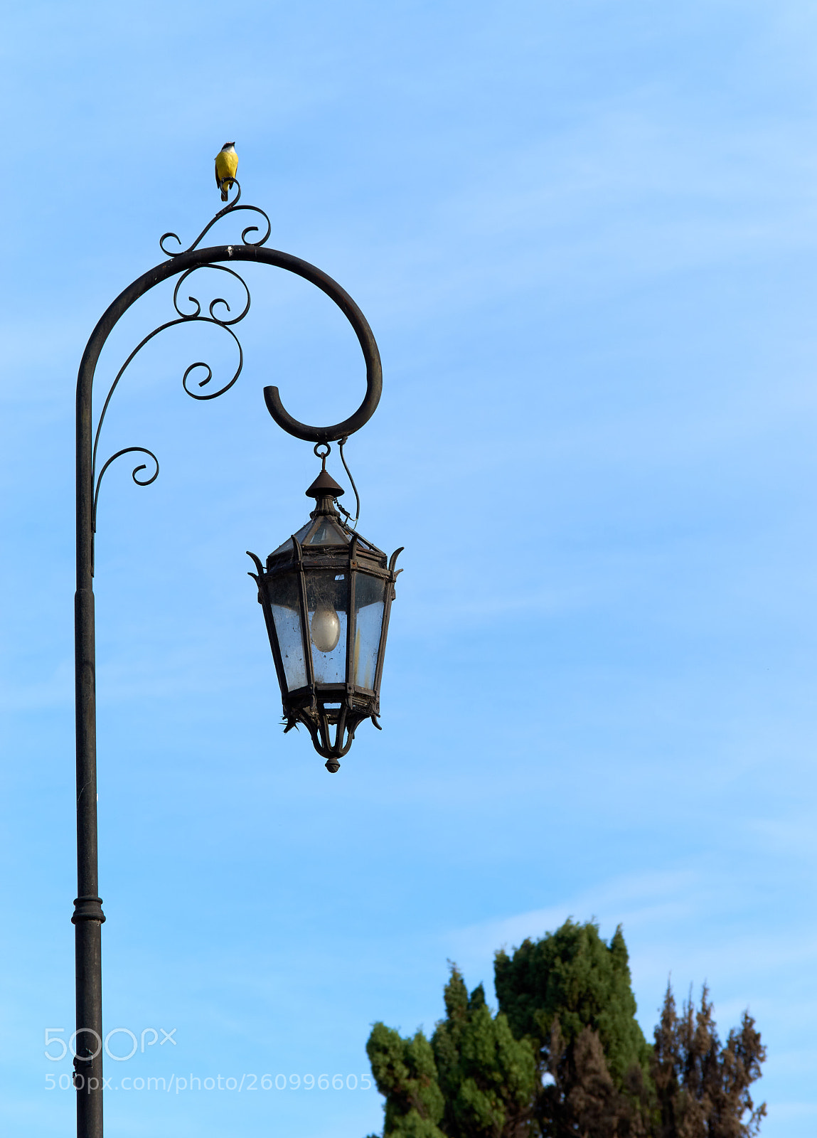 Nikon D5500 sample photo. Bienteveo photography