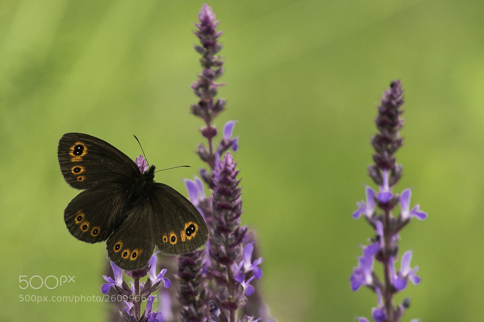 Canon EOS 6D sample photo. Brown butterfly photography