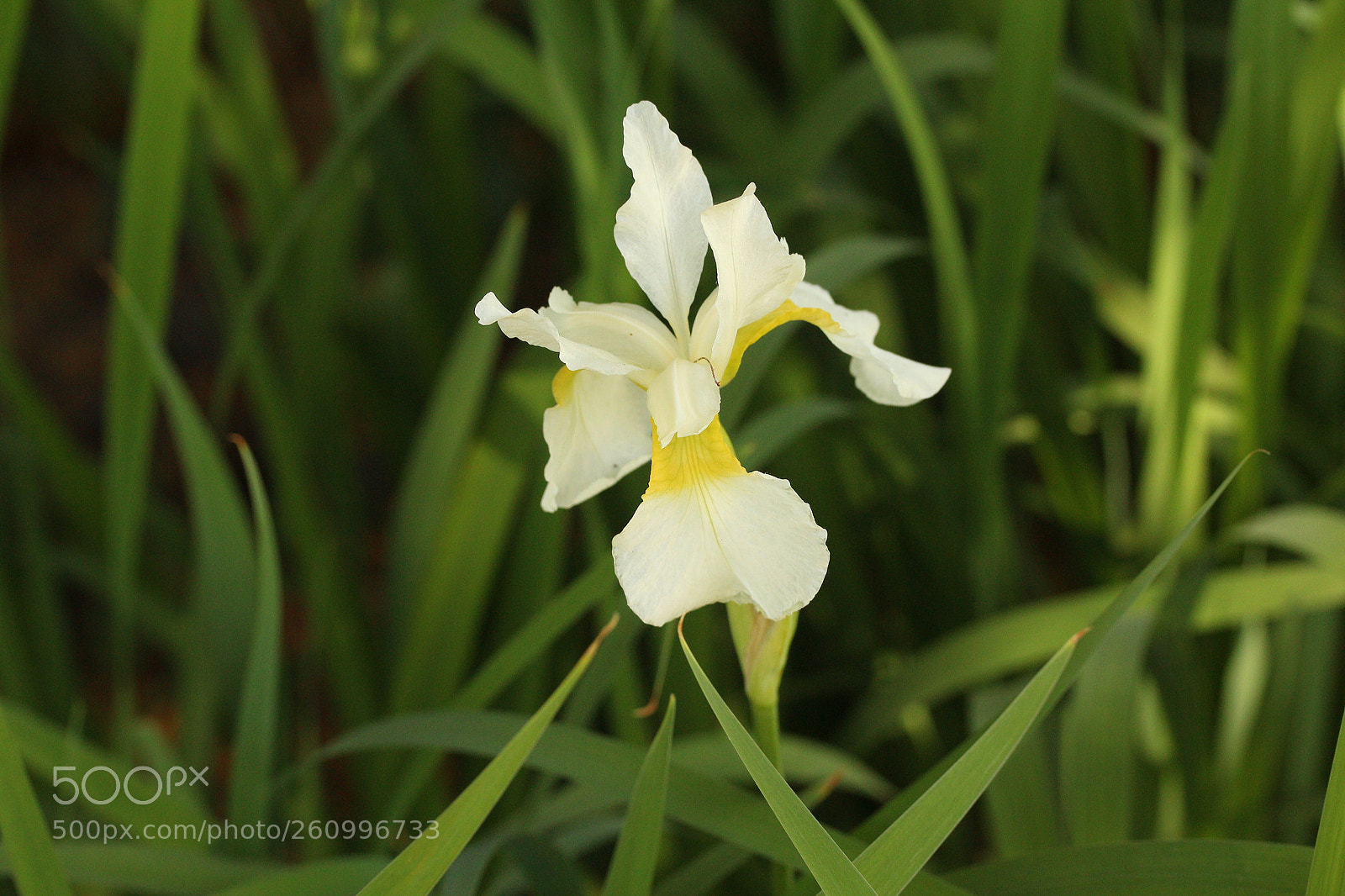 Canon EF-S 60mm F2.8 Macro USM sample photo. Outstanding white flower photography
