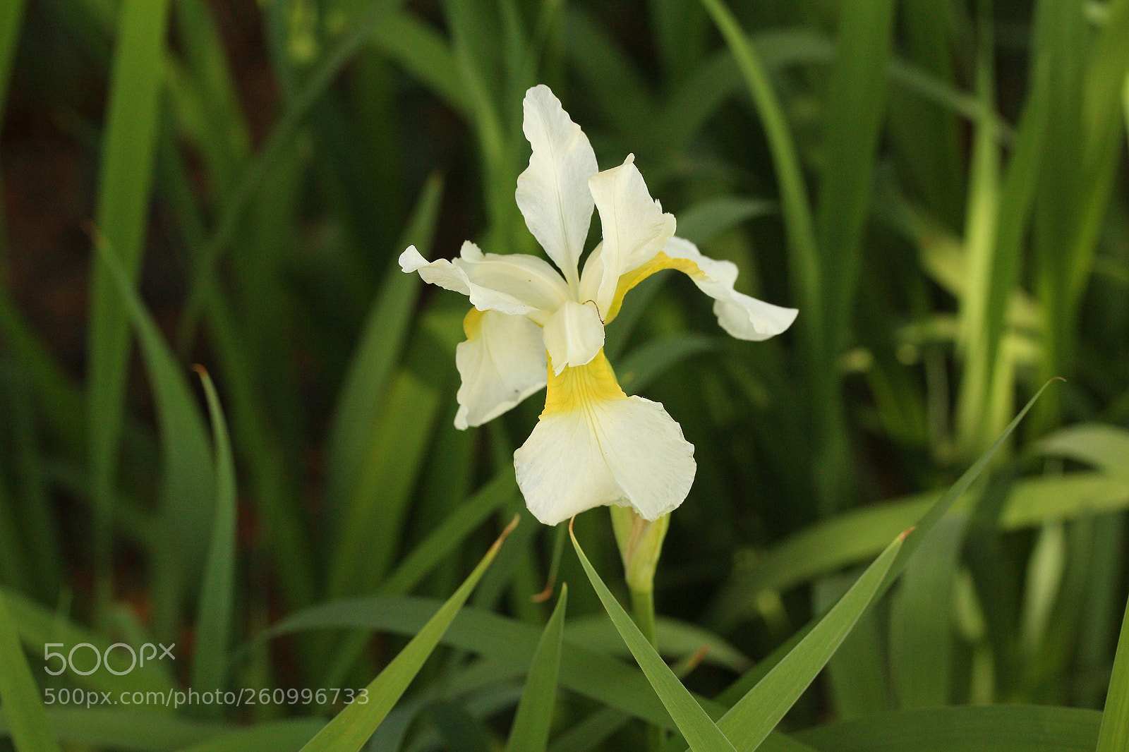 Canon EOS 700D (EOS Rebel T5i / EOS Kiss X7i) sample photo. Outstanding white flower photography