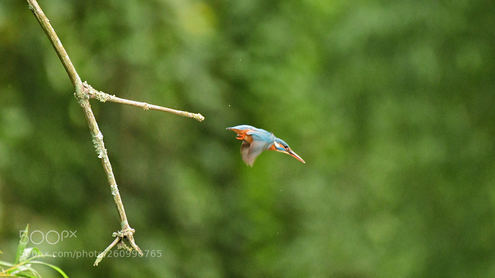 Nikon D500 sample photo. The dive... photography