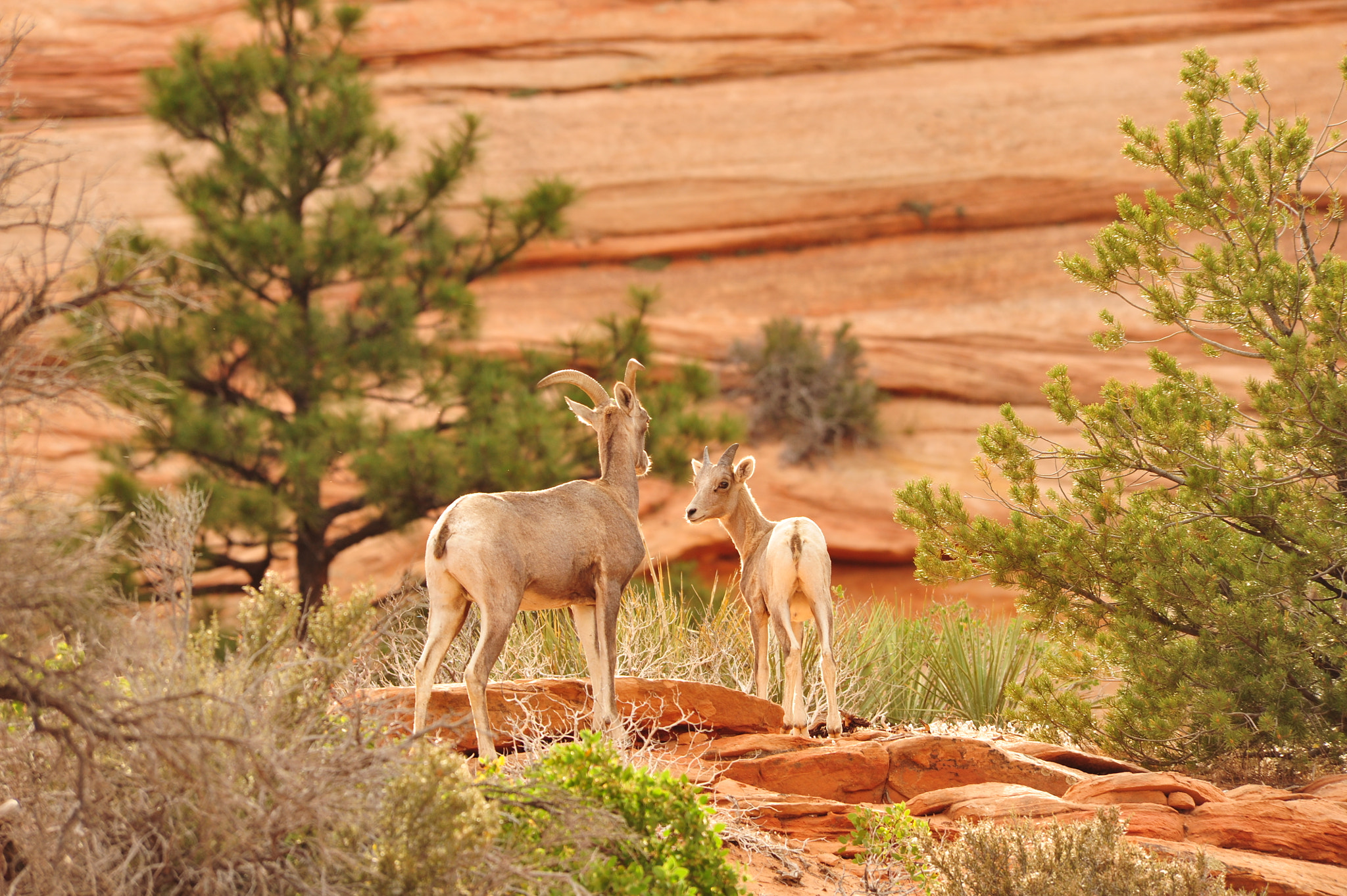 Nikon D700 sample photo. Desert bighorn sheep photography