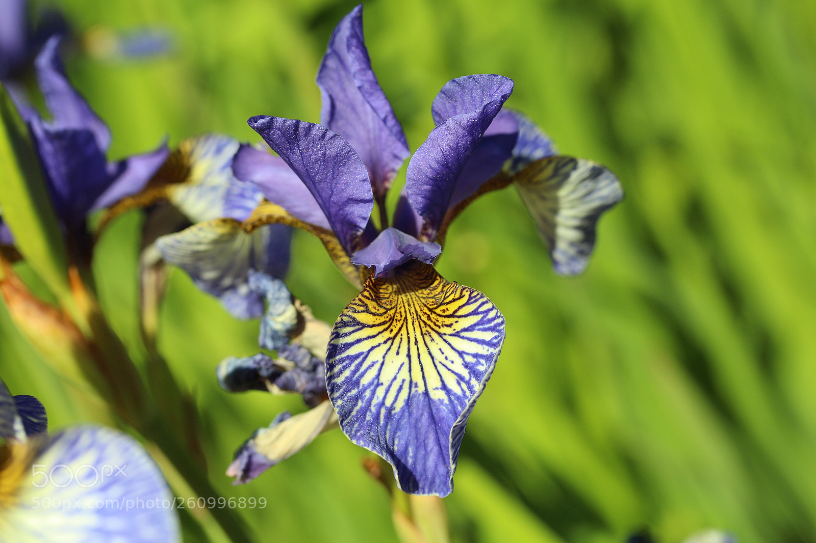 Canon EF-S 60mm F2.8 Macro USM sample photo. Multicolored beauty photography