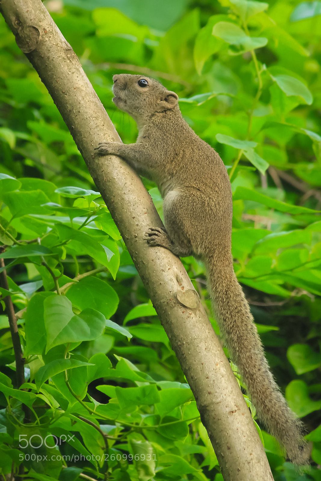 Canon EOS 60D sample photo. Squirrel / কাঠবিড়াল photography