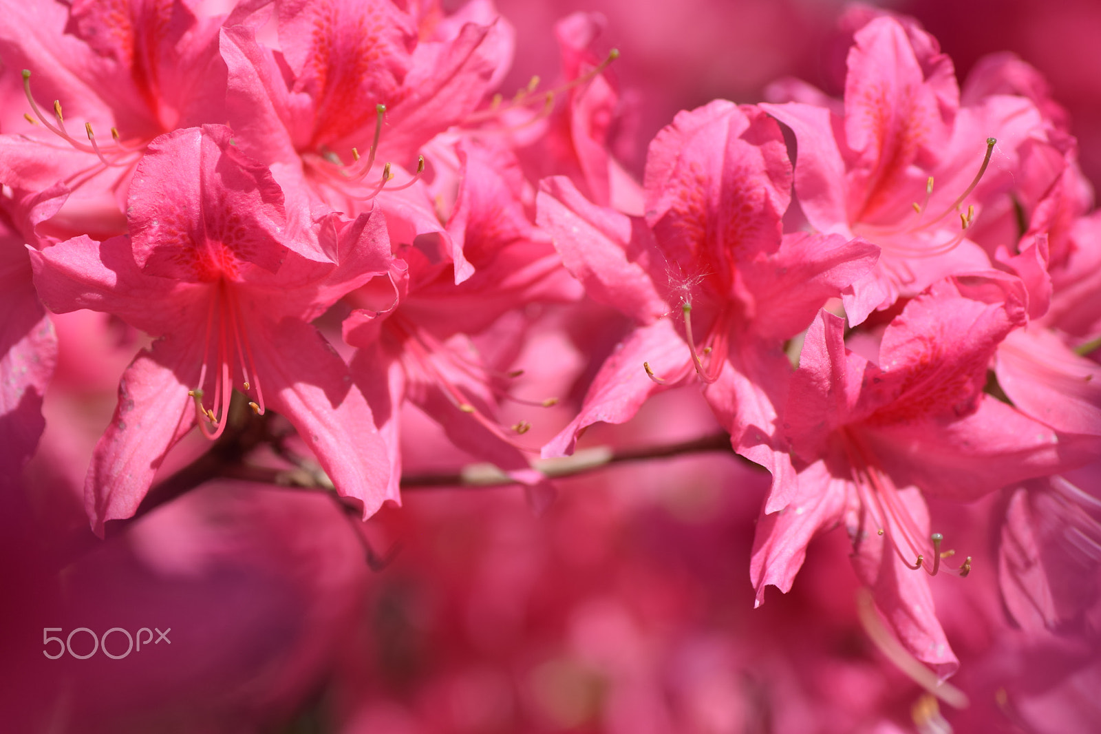 Nikon D3300 sample photo. Azalée rosy light photography