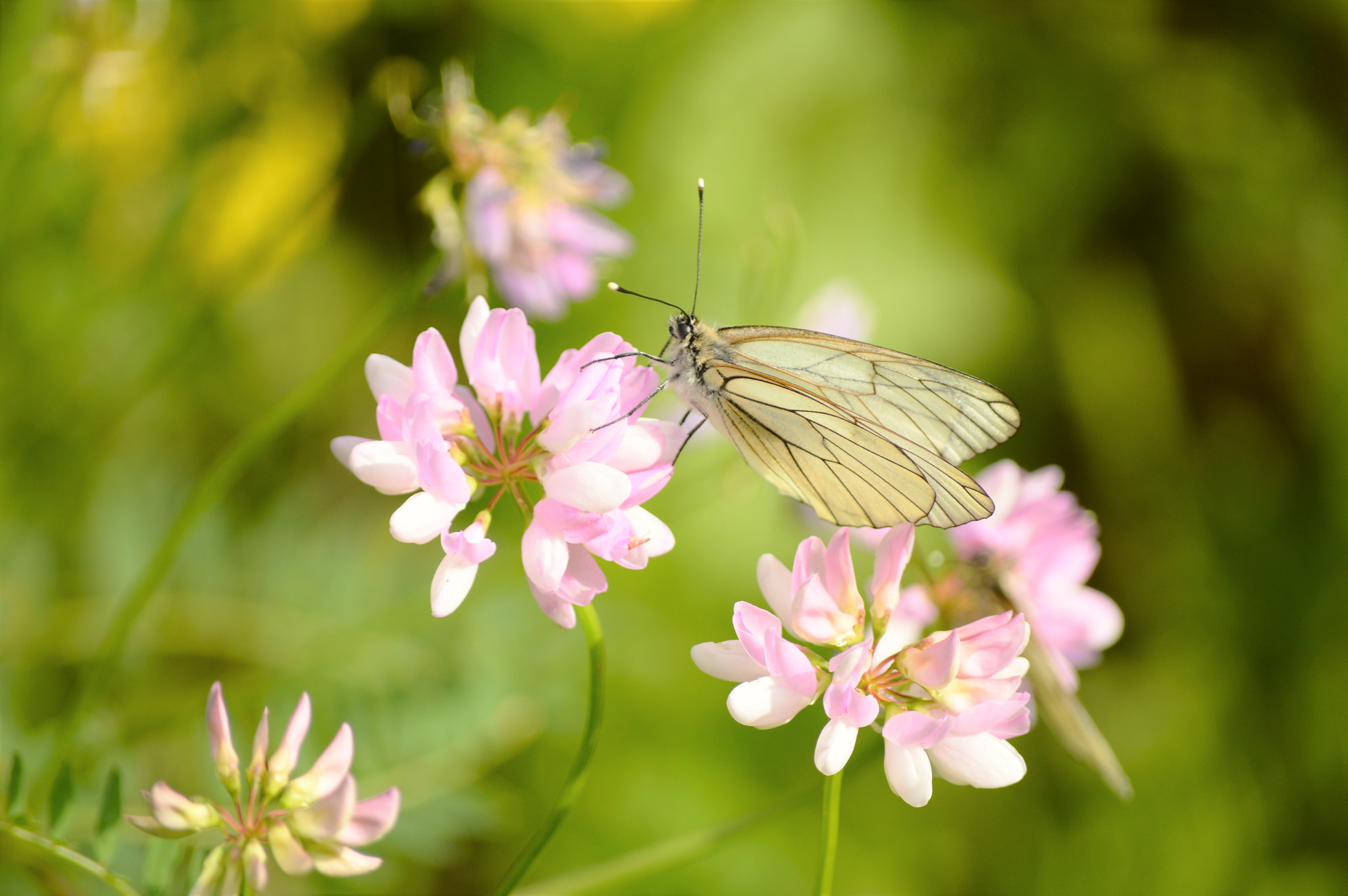 Nikon D3200 sample photo