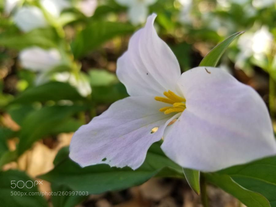 Samsung Galaxy S8 sample photo. Trillium photography