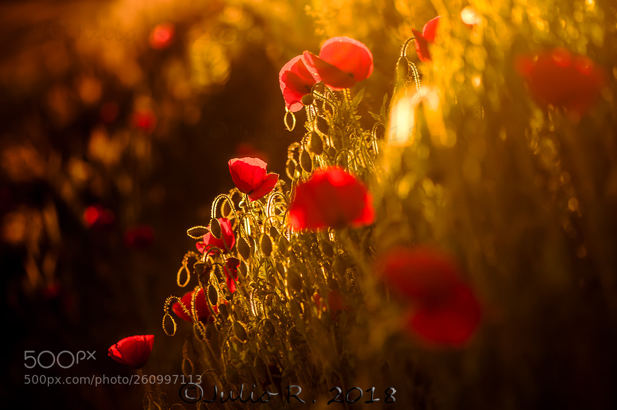Nikon D300S sample photo. "last lights and poppies" photography