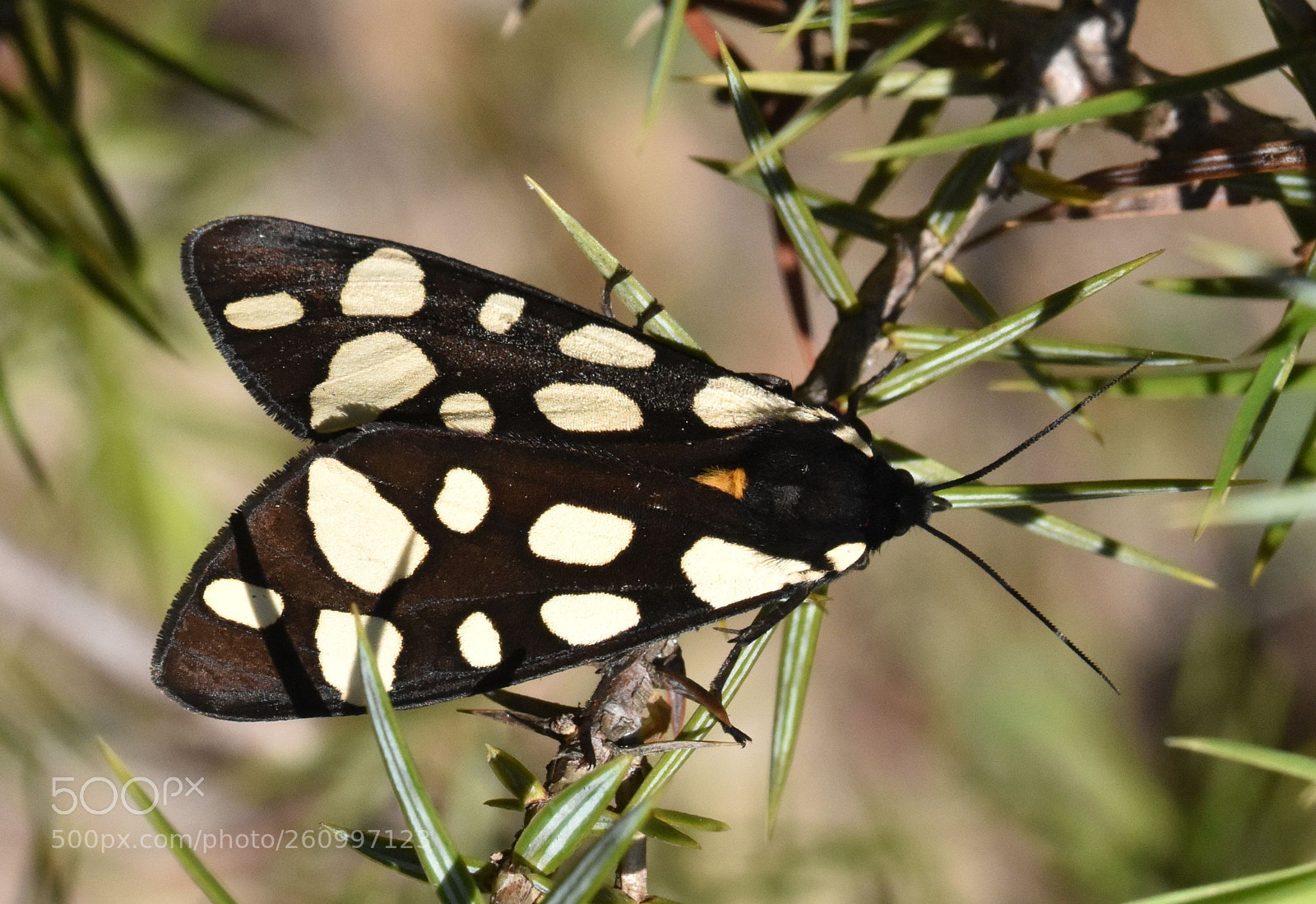 Nikon D7200 sample photo. Cream-spot tiger moth photography