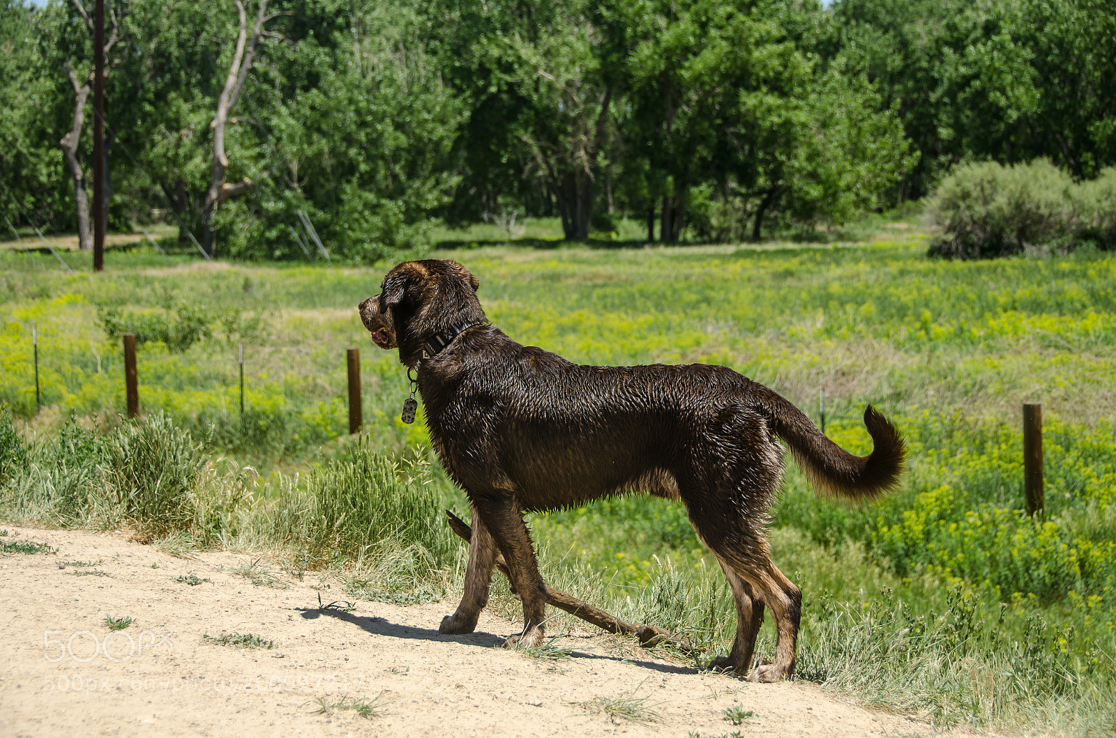 Nikon D7000 sample photo. Little bear photography