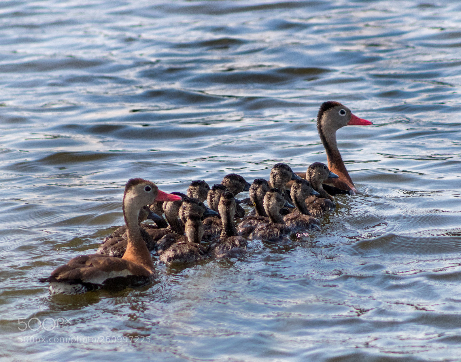 Canon EOS 1300D (EOS Rebel T6 / EOS Kiss X80) sample photo. Whistler duck family photography