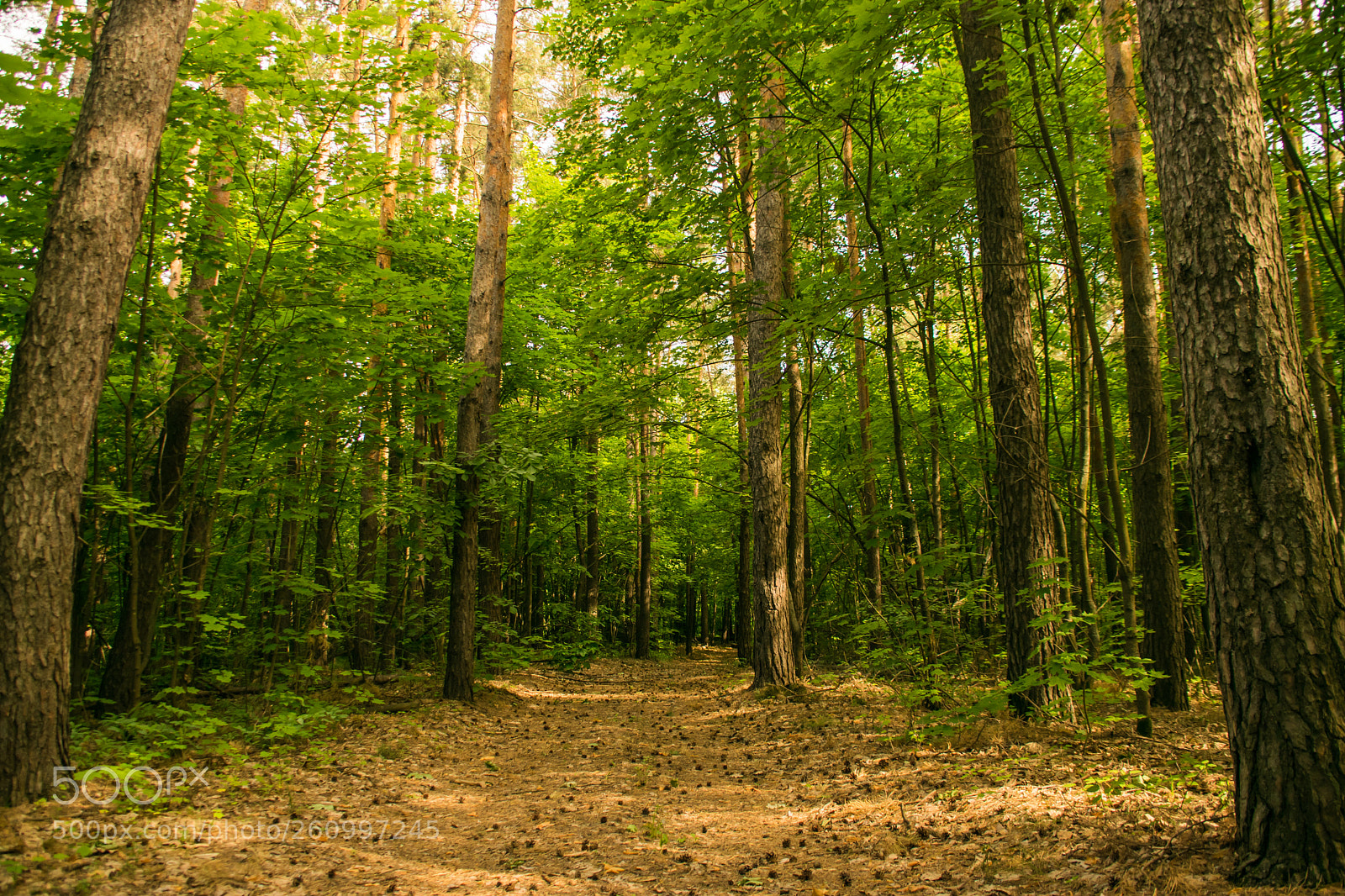 Nikon D5300 sample photo. Pine forest photography