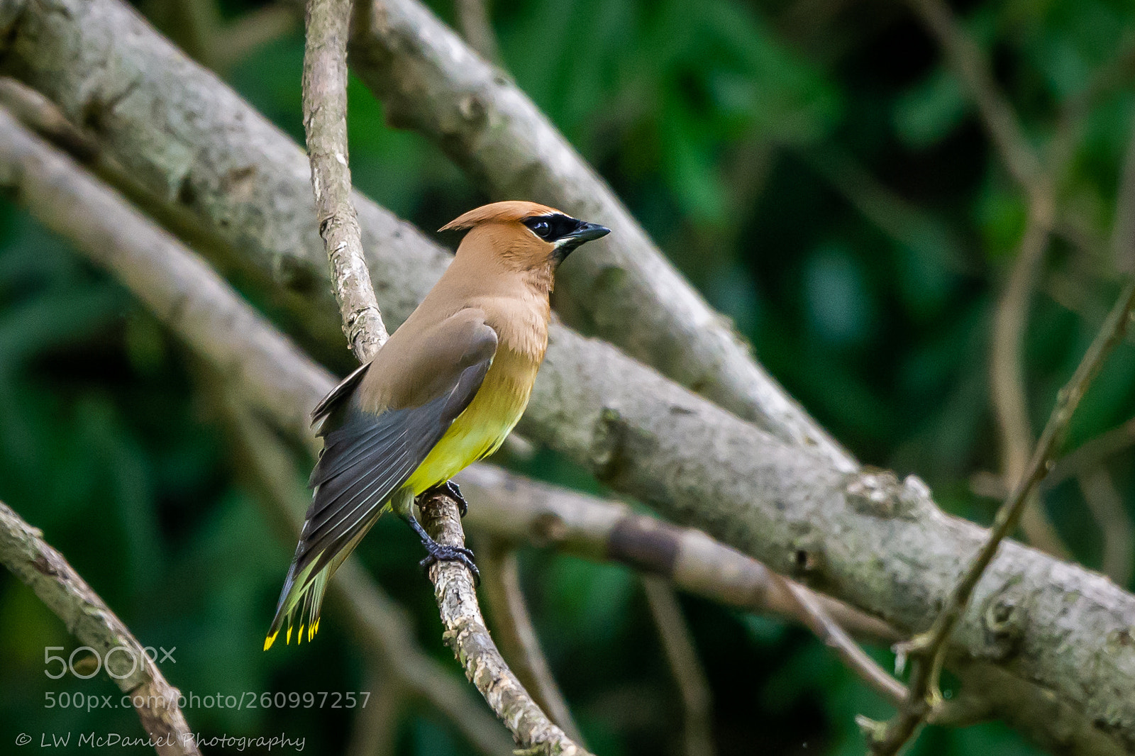 Nikon D7200 sample photo. Cedar waxwing photography