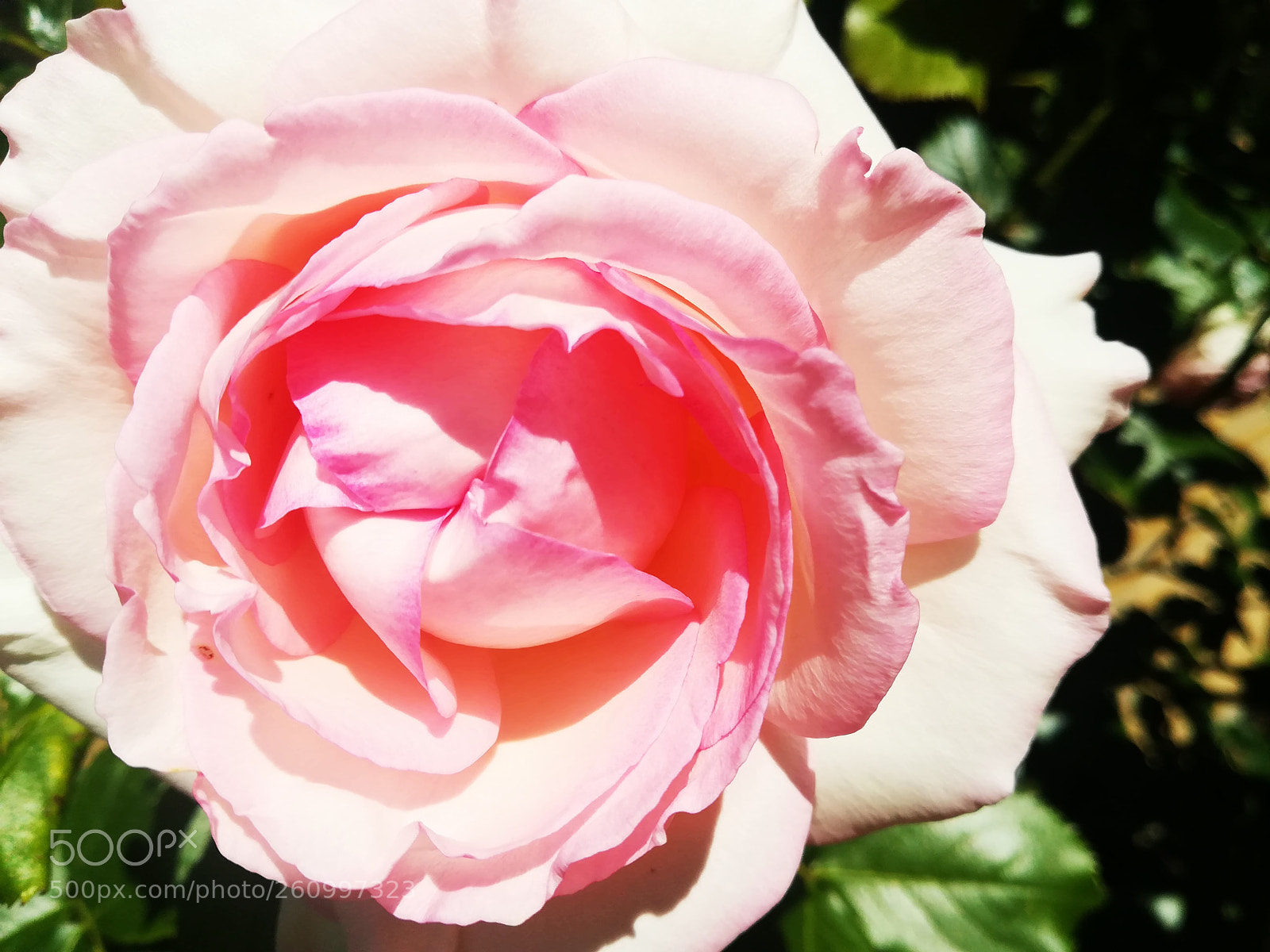 HUAWEI P10 lite sample photo. Pink rose with a photography