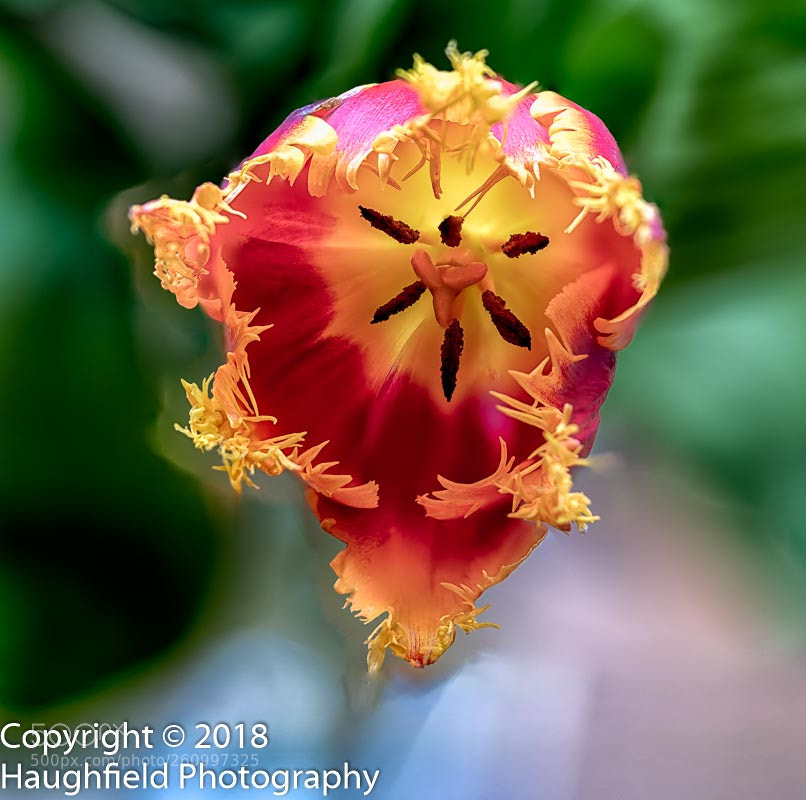 Sony a7R III sample photo. Fringed tulip photography