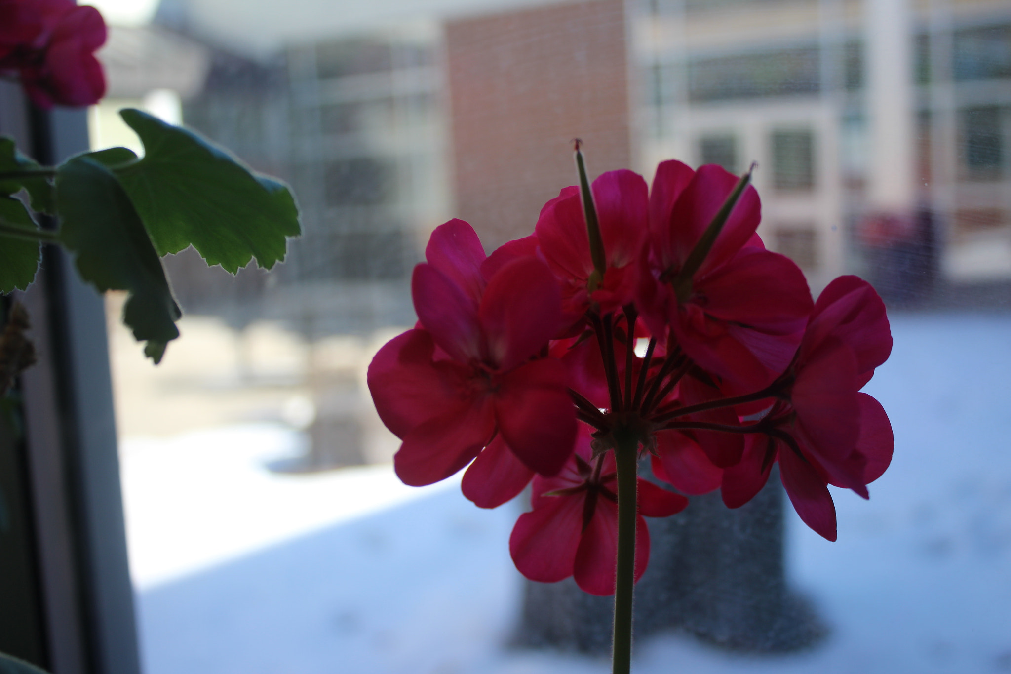 Canon EOS 1200D (EOS Rebel T5 / EOS Kiss X70 / EOS Hi) sample photo. Img photography